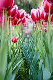 The tulips flower bed