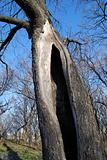 Big hole in bare winter tree's stem