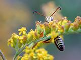 Northern Paper Wasp (Male)
