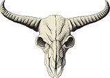 bison skull