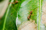 red ant on the leaf