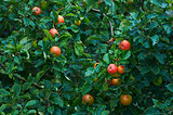 Ripe apples on apple trees