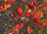 Vibrant red autumn leaves