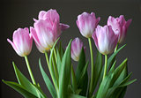 Bouquet of tulips on gray background