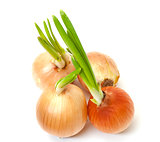 Sprouting Bulb Onions