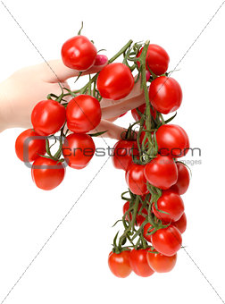 Bunch cherry tomatoes in hand