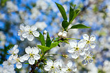 White blossoming cherry tree twig
