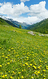 Yellow dandelion flowers on summer mountain slope 