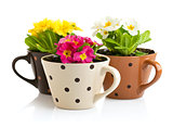 spring flowers with green leaves in pot