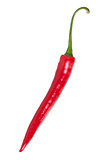 straight red chilli pepper
