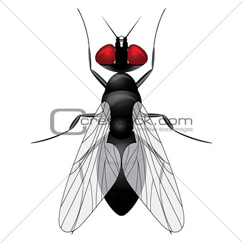 Fly insect sketch symbol