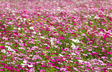 White and Pink cosmos flowers