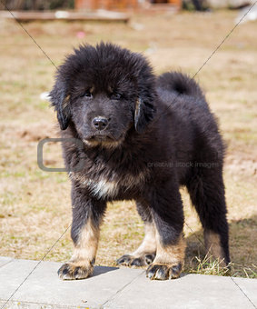 Puppy Tibetan Mastiff