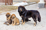 Dog breed Tibetan Mastiff with puppies