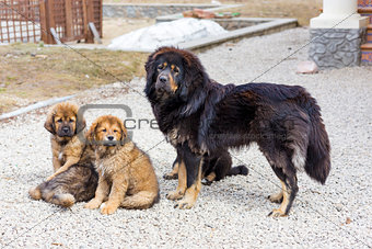 Dog breed Tibetan Mastiff with puppies