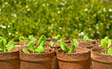 Gardening - Pots of Seedlings