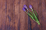 lavender on wood background