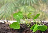 Indoor Gardening -Nasturtium Seedlings in a Greenhouse