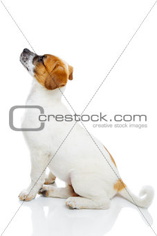 Obedient terrier dog
