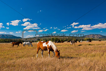 Horses enjoying the peace in Yellowstone National Park, USA