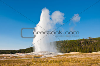 Eruption of Old Faithful geyser at Yellowstone National Park,USA