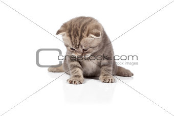 Scottish-fold kitten isolated on white background