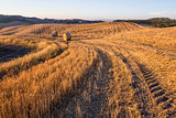 Hay bales and rolling landscape at sunset, Tuscany, Italy