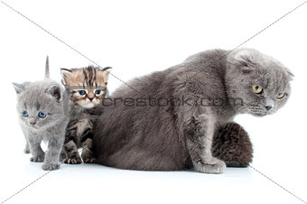 family portrait of Scottish fold cats