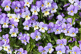 Pansy Flowers Background