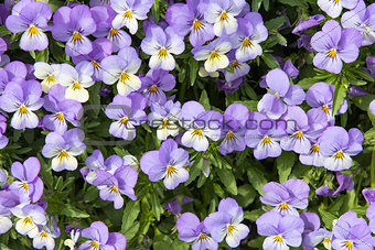 Pansy Flowers Background