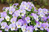 Bunch of Pansy Flowers