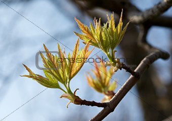 The first spring leaves