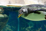 Penguin floating underwater
