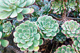 Hen and Chicks Succulent Plant