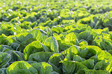 Lettuce Field in Salinas Valley