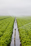 Lettuce Field Irrigation