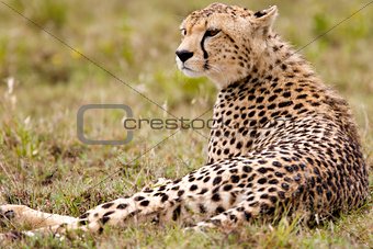 Resting Alone Cheetah