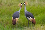 Kissing Crowned Cranes