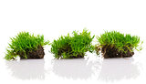 young green grass with soil