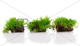 young green grass with soil