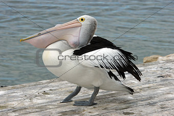 Australian Pelican, Kangaroo Island