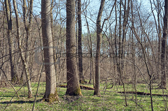 Oak-ash wood in spring