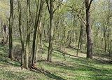Oak-hornbeam wood in spring