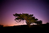 Star Light Tree
