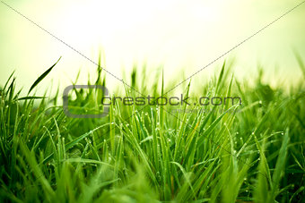 Grass With Dew Drops