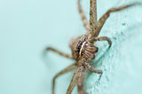 Brown spider in green background