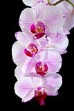 Blooming pink orchid.