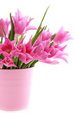 Beautiful pink tulips in a bucket.