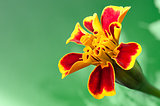 Red marigold flower "Tagetes"