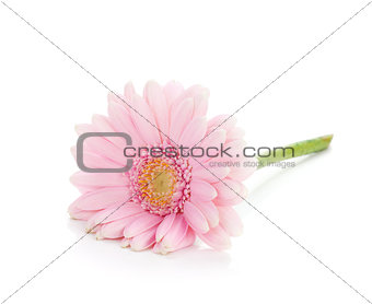 Lying pink gerbera flower
